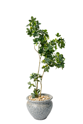 Artisan Schefflera Artificial Tree