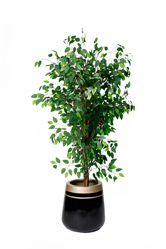 Benjamina Green Artificial tree 170cm