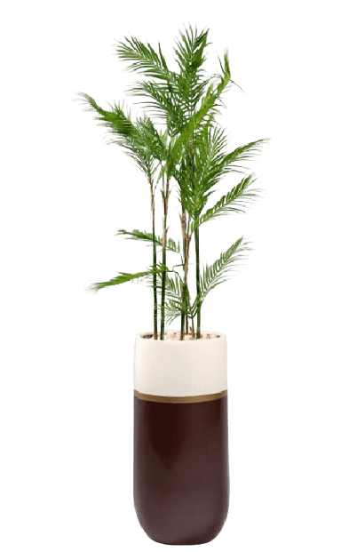 GRP Palmy Chamadoria Artificial Tree 160cm