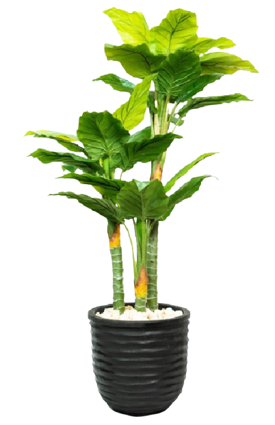 Diefy Dieffenbachia Artificial Tree 180cm