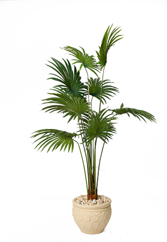 Latania Fan Grandeur Artificial tree 160 cm