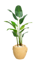 Royal Bannana Artificial Tree 140cm PO
